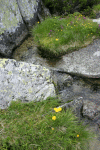 Cab Pietrele, Saua Bucura
