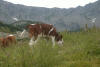 Cab Pietrele, Saua Bucura