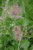 Valea Rea, Cab Pietrele