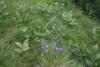Valea Rea, Cab Pietrele