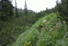 Valea Rea, Cab Pietrele
