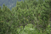 Valea Rea, Cab Pietrele