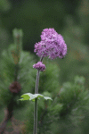 Valea Rea, Cab Pietrele
