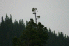 Valea Rea, Cab Pietrele