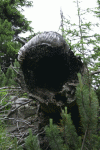 Valea Rea, Cab Pietrele