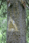 Valea Rea, Cab Pietrele