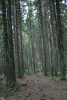 Valea Rea, Cab Pietrele