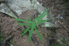 Valea Rea, Cab Pietrele