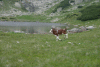 Cab Pietrele, Lac Bucura