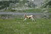 Cab Pietrele, Lac Bucura