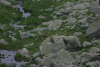 Lac Bucura, Cab Carnic