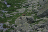Lac Bucura, Cab Carnic