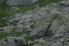 Lac Bucura, Cab Carnic