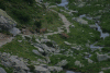 Lac Bucura, Cab Carnic