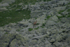 Lac Bucura, Cab Carnic