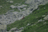 Lac Bucura, Cab Carnic