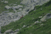 Lac Bucura, Cab Carnic