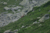 Lac Bucura, Cab Carnic