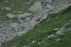 Lac Bucura, Cab Carnic