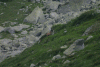Lac Bucura, Cab Carnic