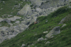 Lac Bucura, Cab Carnic