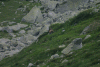 Lac Bucura, Cab Carnic