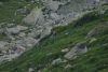 Lac Bucura, Cab Carnic