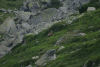 Lac Bucura, Cab Carnic