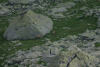 Lac Bucura, Cab Carnic