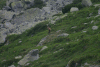 Lac Bucura, Cab Carnic