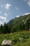 Lac Bucura, Cab Carnic