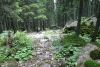 Lac Bucura, Cab Carnic