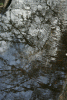 Lac Bucura, Cab Carnic