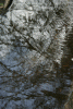 Lac Bucura, Cab Carnic