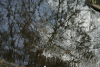 Lac Bucura, Cab Carnic