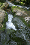 Lac Bucura, Cab Carnic