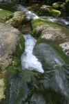 Lac Bucura, Cab Carnic