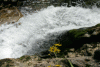 Lac Bucura, Cab Carnic