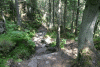 Lac Bucura, Cab Carnic