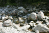 Lac Bucura, Cab Carnic