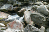 Lac Bucura, Cab Carnic