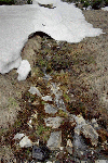 Vf. Crisa, Vf. Ineu, Saua Curatel, Valea Vinului