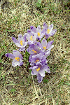 Vf. Crisa, Vf. Ineu, Saua Curatel, Valea Vinului
