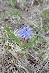 Vf. Crisa, Vf. Ineu, Saua Curatel, Valea Vinului