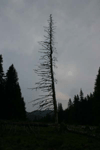 defrisari, piatra craiului, dezastru sudic