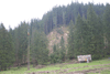 defrisari, piatra craiului, dezastru sudic