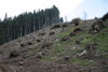 defrisari, piatra craiului, dezastru sudic
