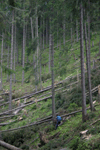 defrisari, piatra craiului, dezastru sudic