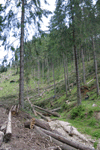 defrisari, piatra craiului, dezastru sudic