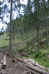 defrisari, piatra craiului, dezastru sudic